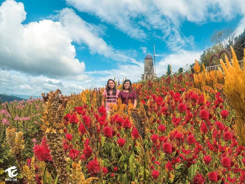 Sirao Flower Farm Cebu Philippines