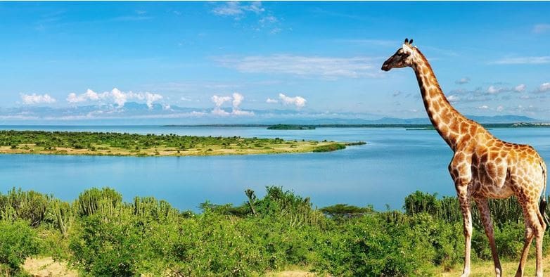 Nile River Animals
