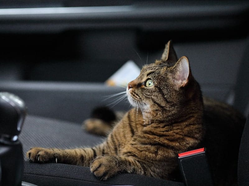 Cat Road Trip Tips