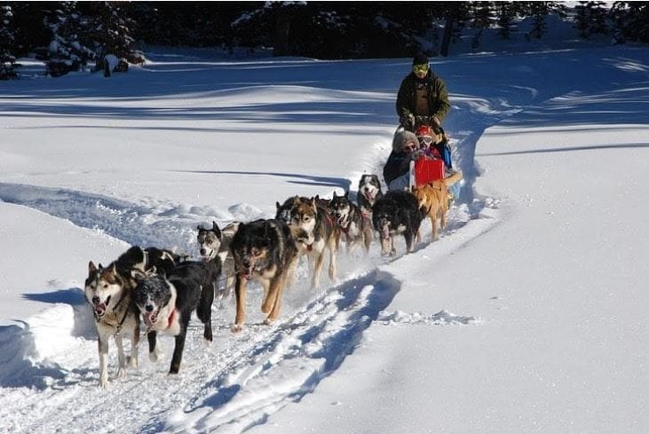 Dogsledding in Switzerland