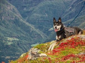 Dog Friendly Hiking Trails