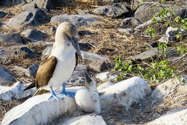 Galapagos Islands Travel Tips