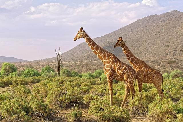 Kenya Travel Tips