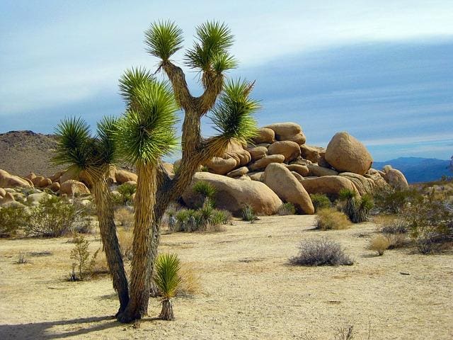 Joshua Tree National Park Tips