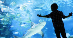 Aquarium Sleepovers