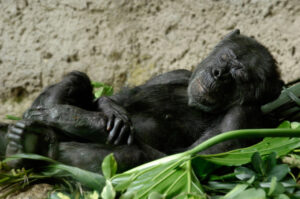 Zoo sleepovers